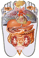 Hele kroppen avgiftes via føttene.
